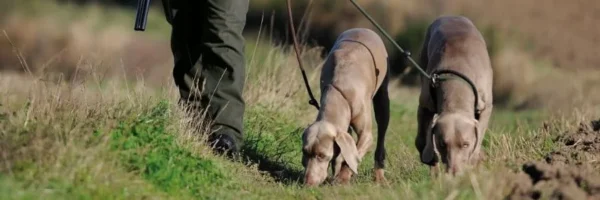 Collier et harnais pour chien de chasse