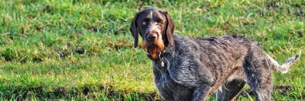 Chien de chasse | Équipement & Alimentation