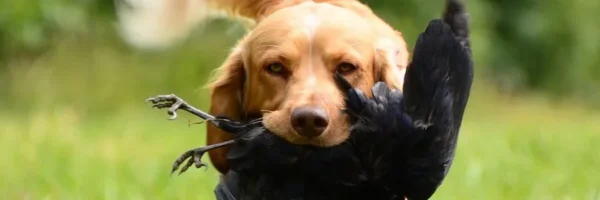 Dressage & repérage du chien de chasse