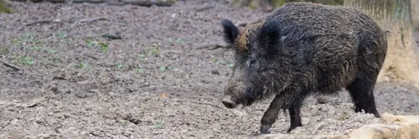 Acheter du répulsif pour sanglier & chevreuil | Chasse