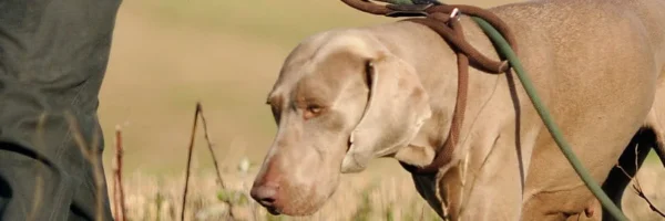 Laisse et longe pour chien | Chasse & Dressage
