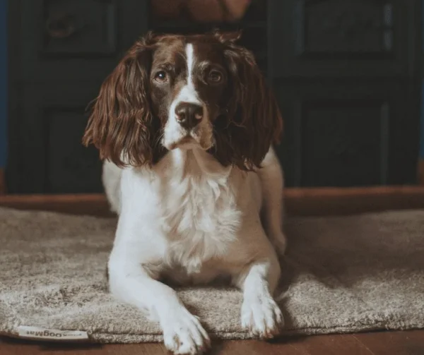 Acheter le tapis pour chien Siccaro FlexDogMat