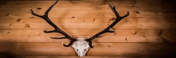 Blanchir et préparer vos trophées de chasse