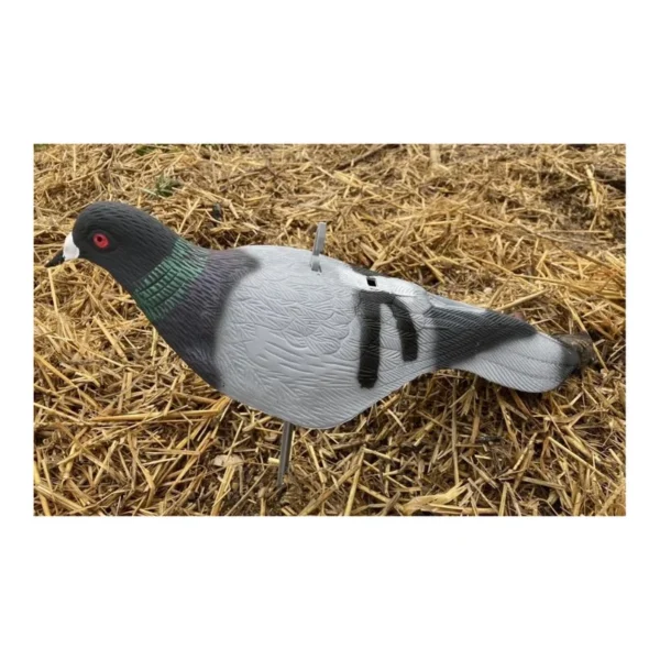 Lot de 12 Coquilles Pigeon Biset